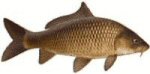 Carp Pic